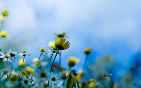 Yellow wild flowers