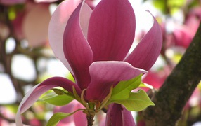 Большой красивый розовый цветок