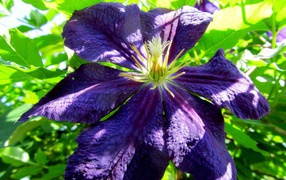 Большой синий цветок