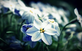Сине белые цветы
