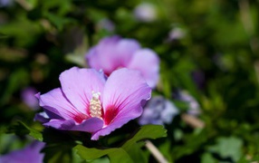 Сине розовый цветок