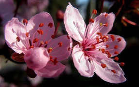 	 Cherry flowers