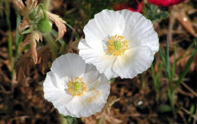 Нежные белые цветы