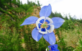 Цветок с сине-белыми лепестками