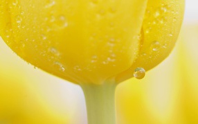 	 Water drops on a yellow Tulip