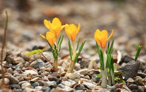 Желтые крокусы расцвели