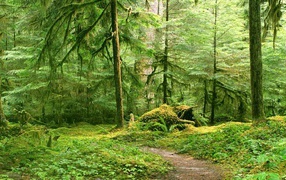 Тропинка в глухом лесу