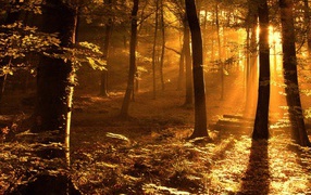 Золотые лучи солнца