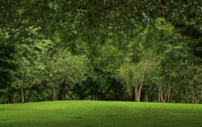 Зеленая природа парка