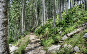 Каменная дорога в лесу