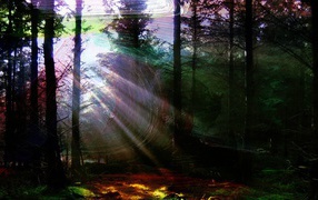 Лес в солнечной паутине