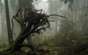 Корни упавшего дерева