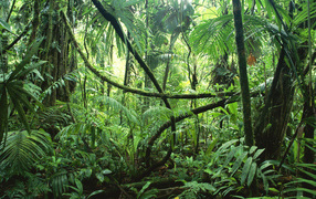 Тропические джунгли Сельвы