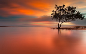 Дерево на затопленном острове