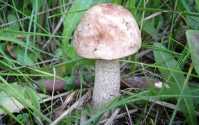 Осенний Гриб подберезовик