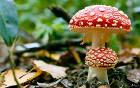 Poisonous mushrooms Amanita