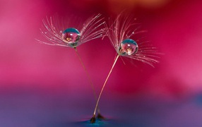 Семена одуванчика в воде