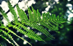 Green branch of a fern