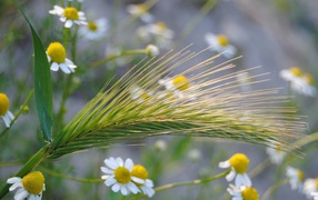 Колос среди ромашек