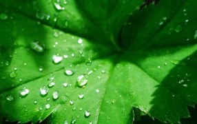 Зеленый листок с капельками воды