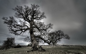 Голое корявое дерево