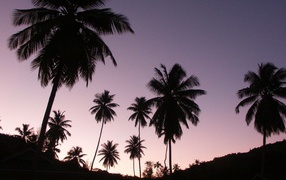 Пальмы на вечернем небе
