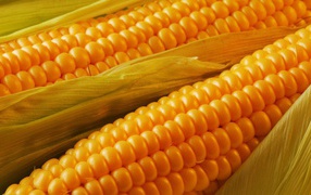 Ripe corn on the cob