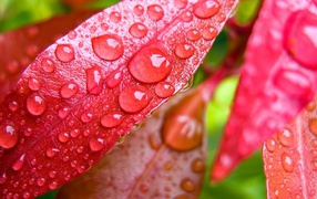 	 Dew drops on red leaves