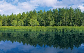 Зелень у реки