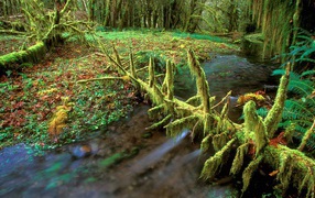 Очень дикая природа