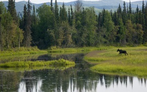 Лось бежит по болоту