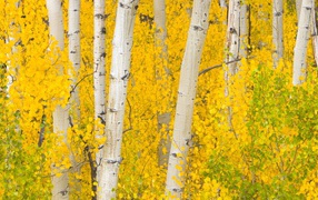 Autumn birch forest in Colorado