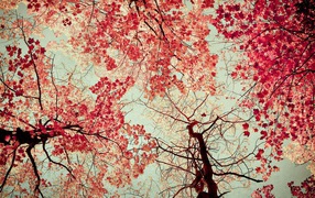 Осенние краски на небе