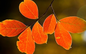 Осенние краски на листьях