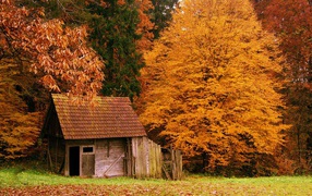 Осенний пейзаж в Woods