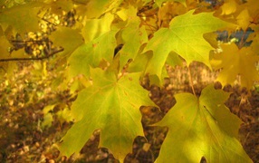 Осенний кленовый лист