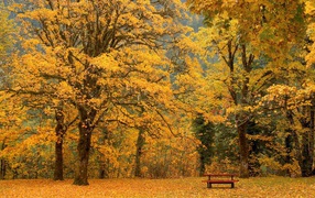 Скамейка под желтыми деревьями