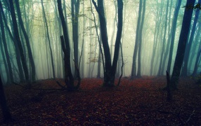 Туман в лесу осенью