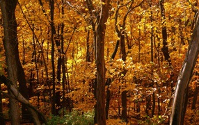 Золотая осень в лесу