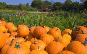 Урожай тыквы