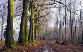 Поздняя осень первый снег