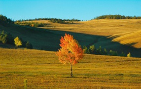 Lonely tree in the fall