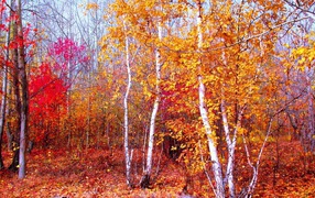Oktober autumn crimson forests gold wallpaper