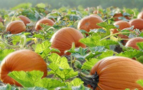 Pumpkin ripens on the field