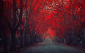 Red autumn street