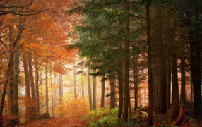 Граница между хвойным и лиственным лесом