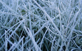 Замороженная трава