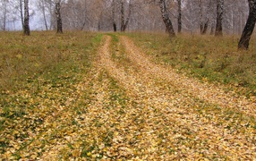 The road is covered with leaves