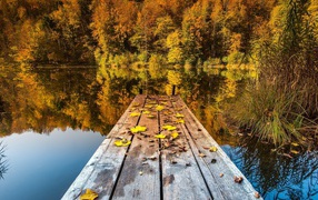 Желтые листья на мостике