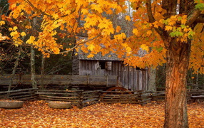 Клен у старой мельницы